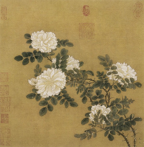 白蔷薇图
