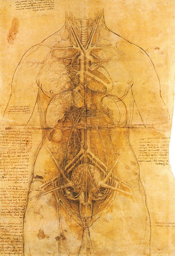 女性解剖图