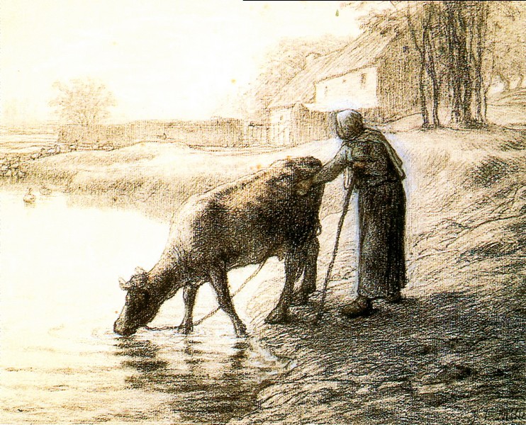 农妇带牛饮水
