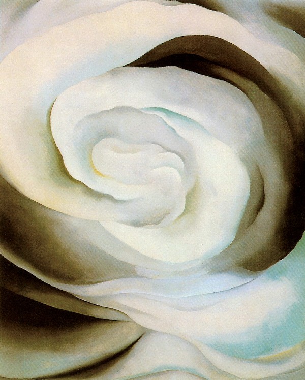抽象:白玫瑰2