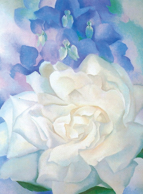 白玫瑰与飞燕草2